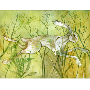 Brown Hare